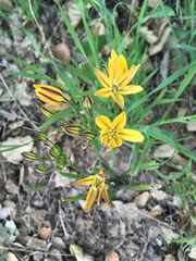 Triteleia ixioides ixioides