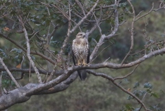 Socotra Buzzard photo 4