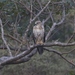 Socotra Buzzard - Photo (c) James Bailey, some rights reserved (CC BY-NC), uploaded by James Bailey