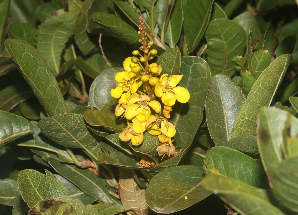 Acridocarpus socotranus