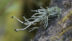 Pilophorus acicularis