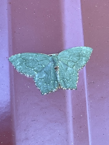 Angle-winged Emerald photo 4