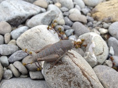 Brachaspis robustus