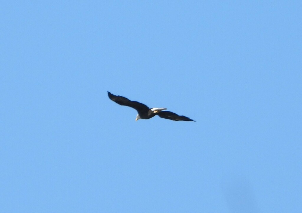 Bald Eagle from Île SaintJoseph, Laval, QC H7J, Canada on March 12