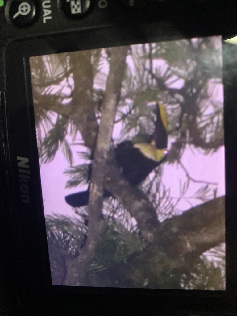 Yellow-throated Toucan in March 2024 by Liam Steele · iNaturalist