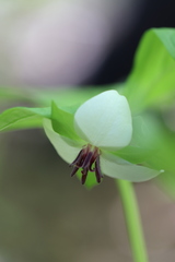 Trillium rugelii