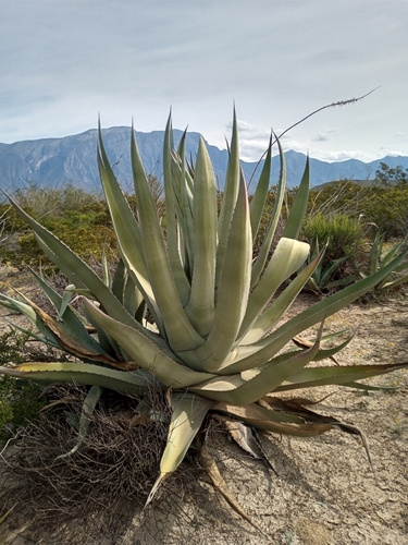 Rough century plant