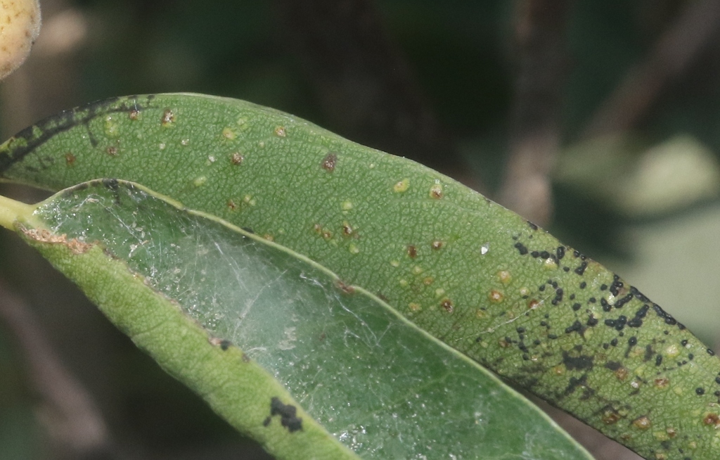 Pauropsylla jarmilarum