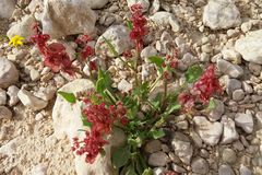 Rumex cyprius