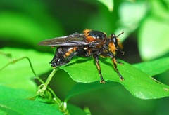 Laphria apila