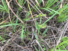 Carex longii