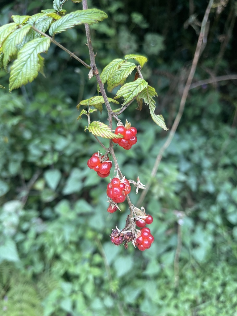 South African Raspberry from Greater Tzaneen Rural, Tzaneen, LP, ZA on ...
