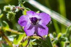 Pholistoma auritum auritum