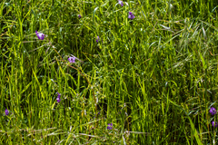 Pholistoma auritum auritum