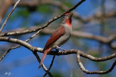 Piranga roseogularis