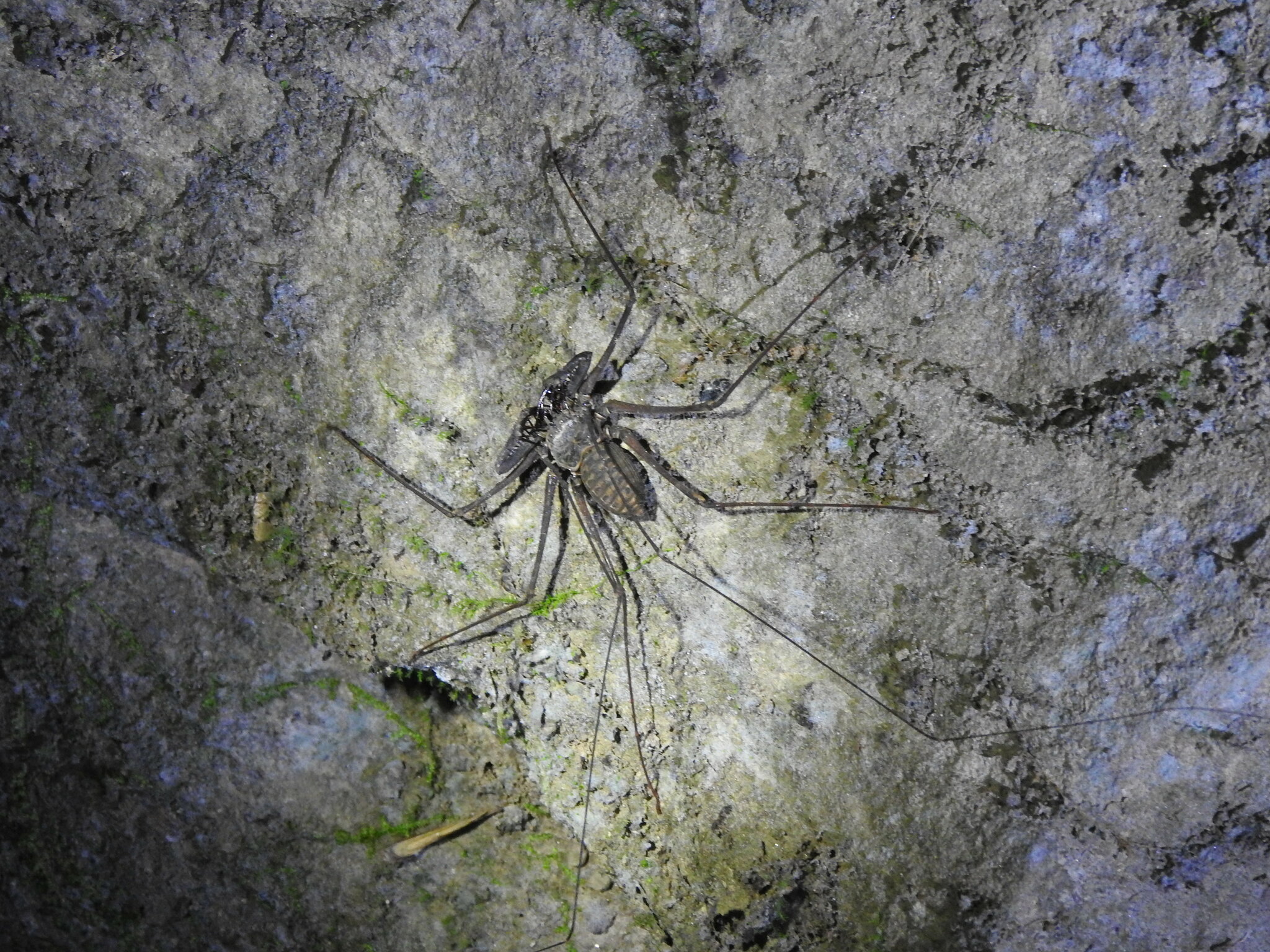 Heterophrynus batesii (Butler, 1873)