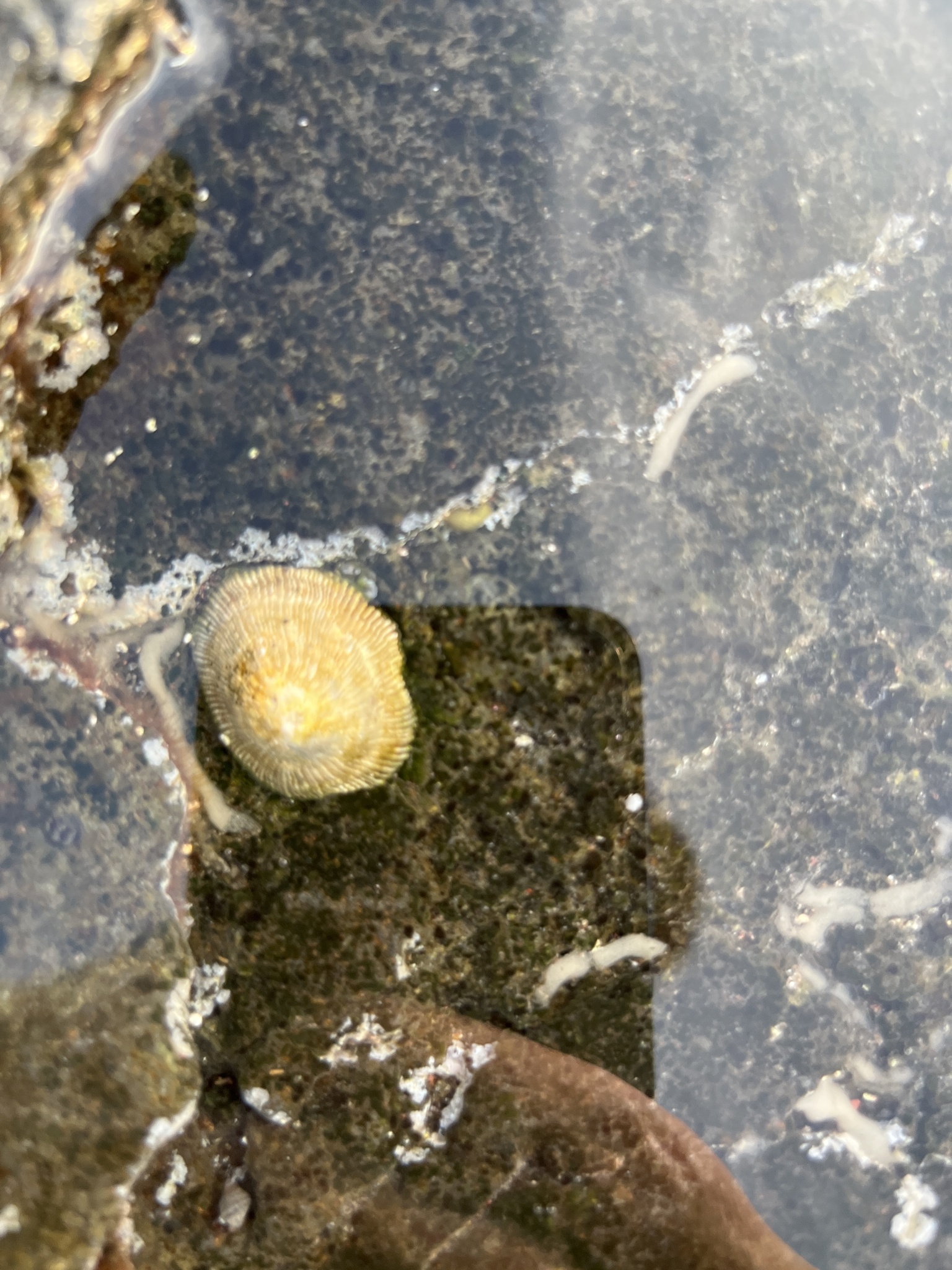 Siphonaria pectinata