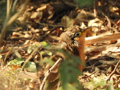 Morococcyx erythropygus