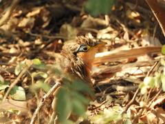 Morococcyx erythropygus