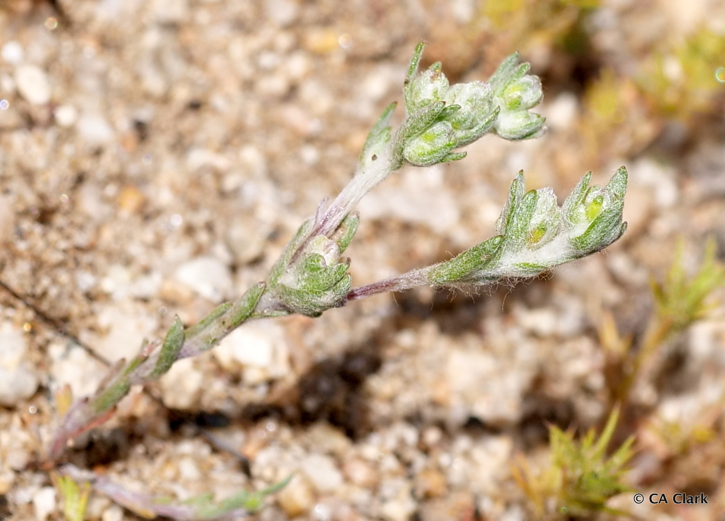 Stylocline masonii