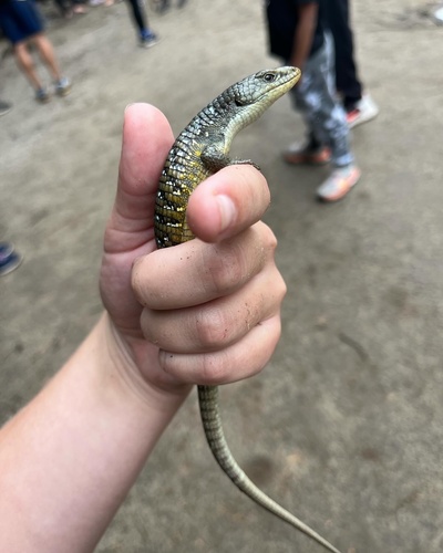 iNaturalist observation photo of Sierra Alligator Lizard