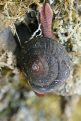 Monadenia