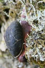 Monadenia