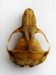 Podolsk Blind Mole Rat photo 4