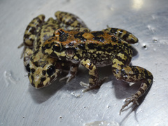 Pernambuco White-Lipped Frog photo 2