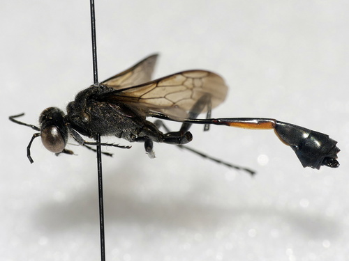 Ammophila laevigata