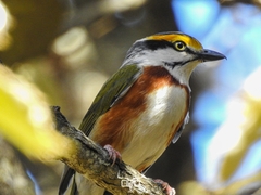 Chestnut-Sided Shrike-Vireo photo 4