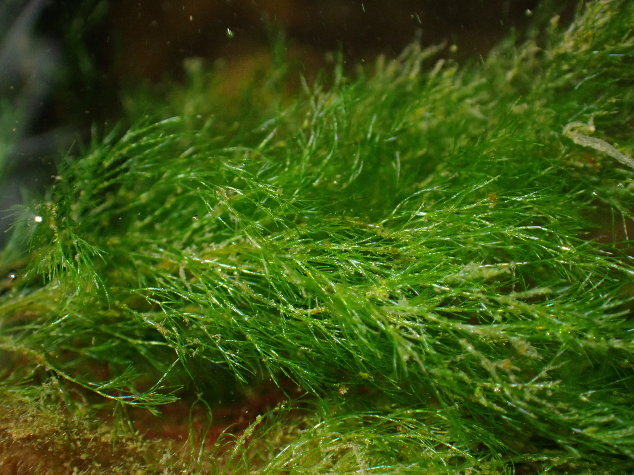 Cladophora