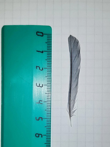 Plume de Mésange bleue
