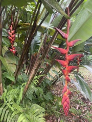 Heliconia pogonantha image