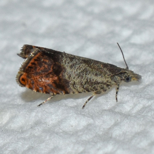 Speckled Talponia Moth photo 4