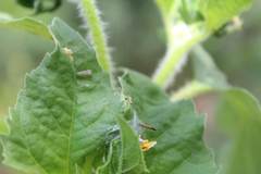 Oncometopia hamiltoni