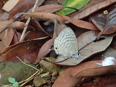 Jamides alecto dromicus