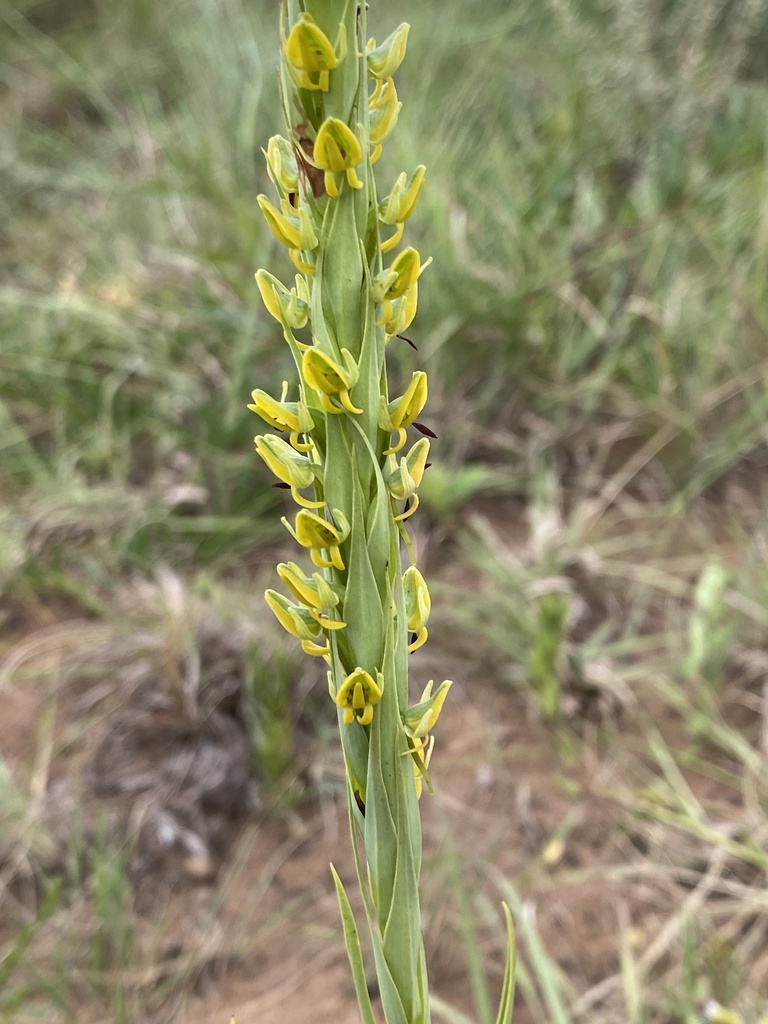 Habenaria bicolor