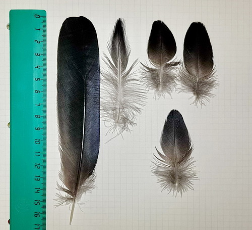 Plume de Corbeau freux