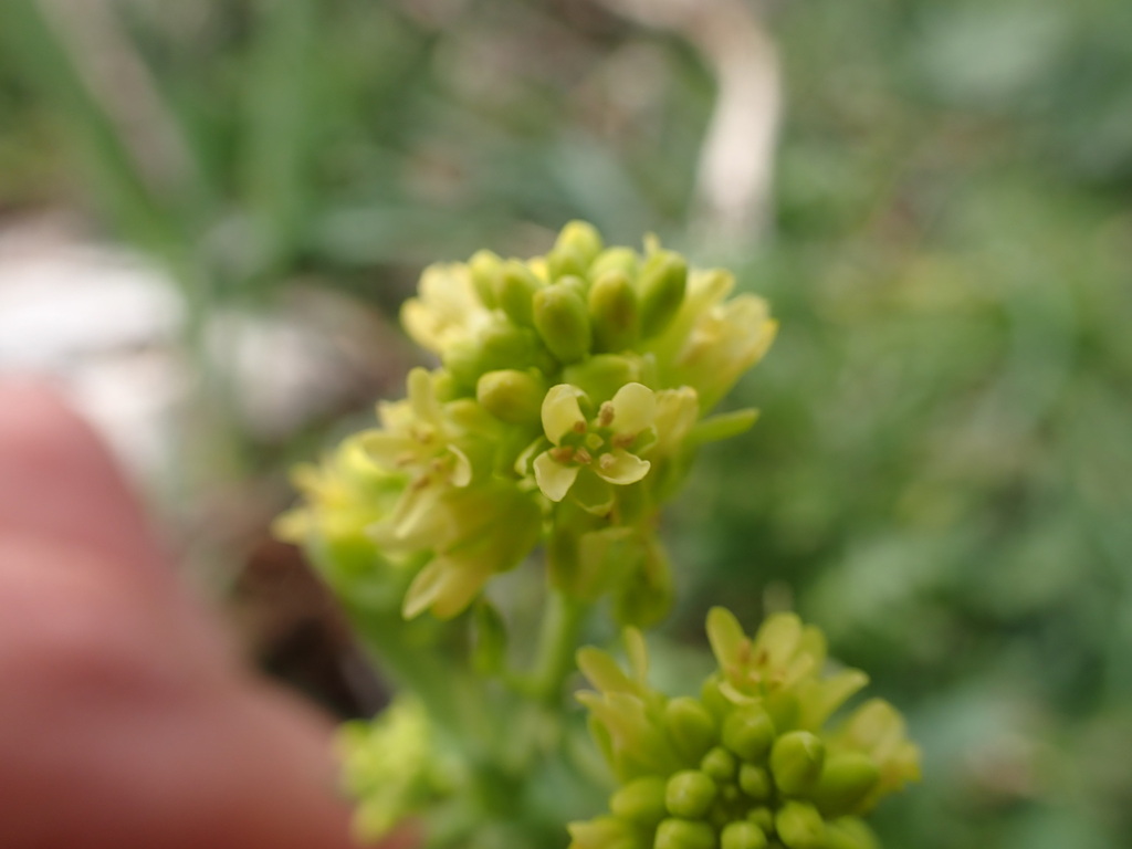 Myagrum perfoliatum; photograph (c) Franck Cabot, some rights reserved (CC BY)