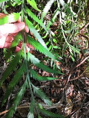 Asplenium flaccidum flaccidum