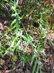 Asplenium flaccidum flaccidum