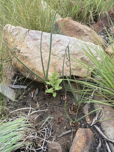 Drimia delagoensis