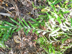 Asplenium flaccidum flaccidum