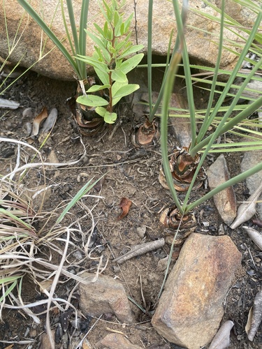 Drimia delagoensis