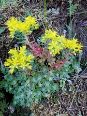 Sedum spathulifolium