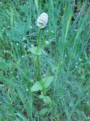 Plectritis macrocera