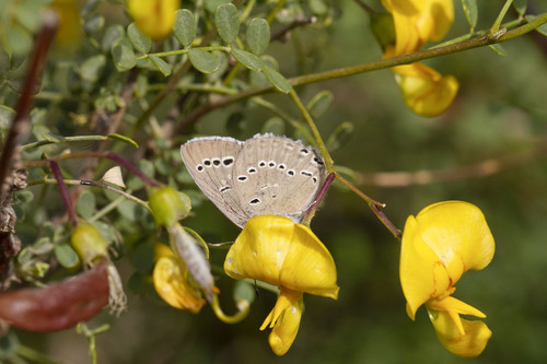 Colutea istria, photograph 6