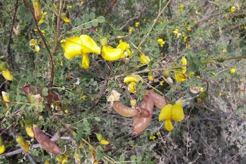 Colutea istria, photograph 4