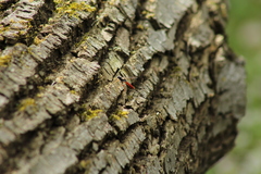 Dolichomitus irritator